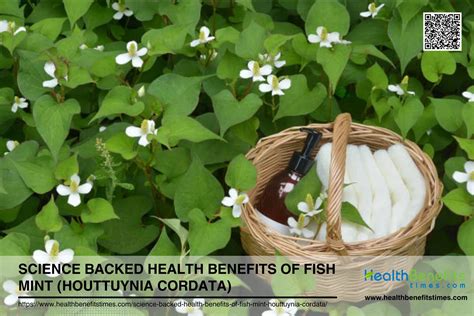 fish mint|Houttuynia Cordata Benefits and Facts .